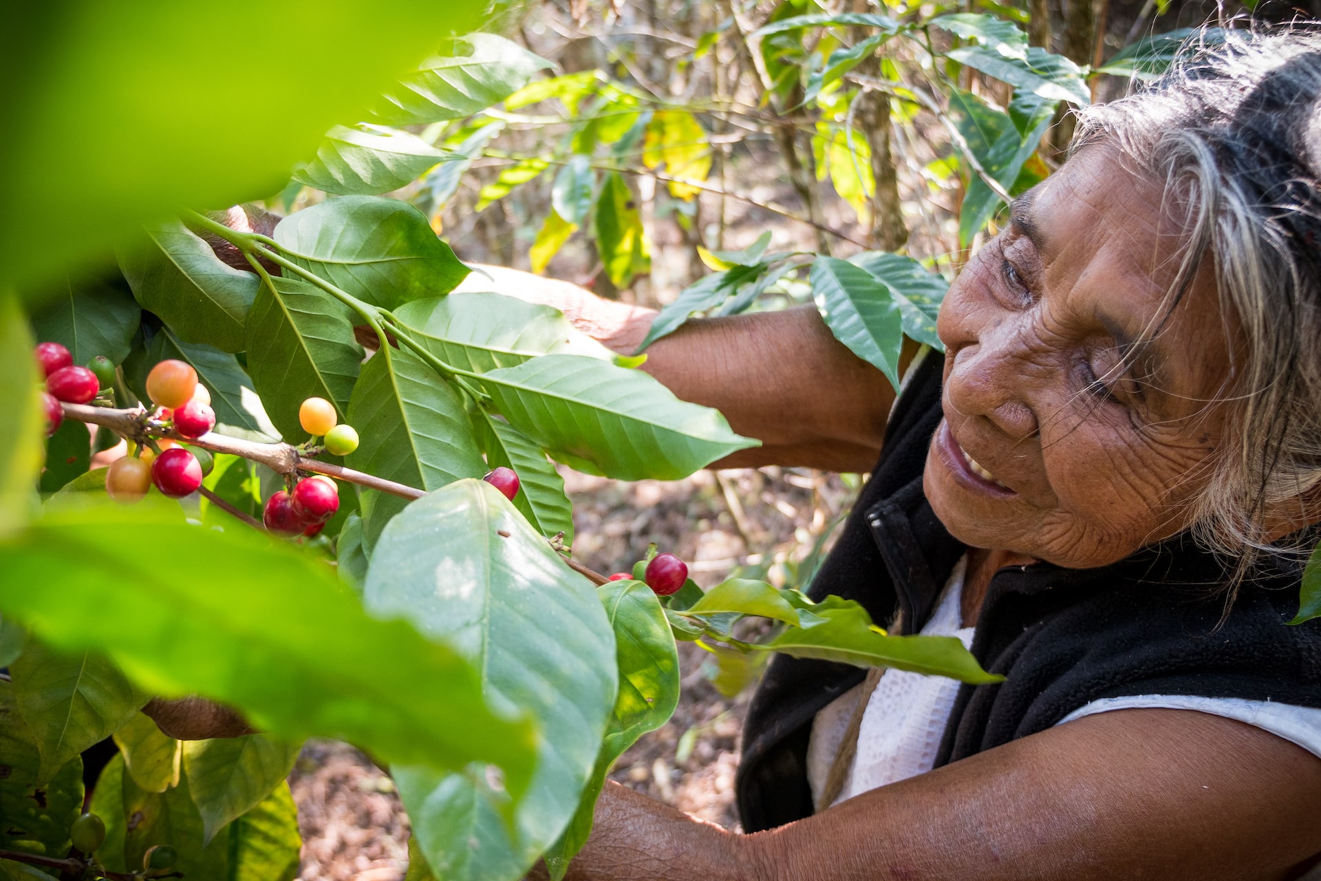 Coffee Cooperative Michiza Mexico