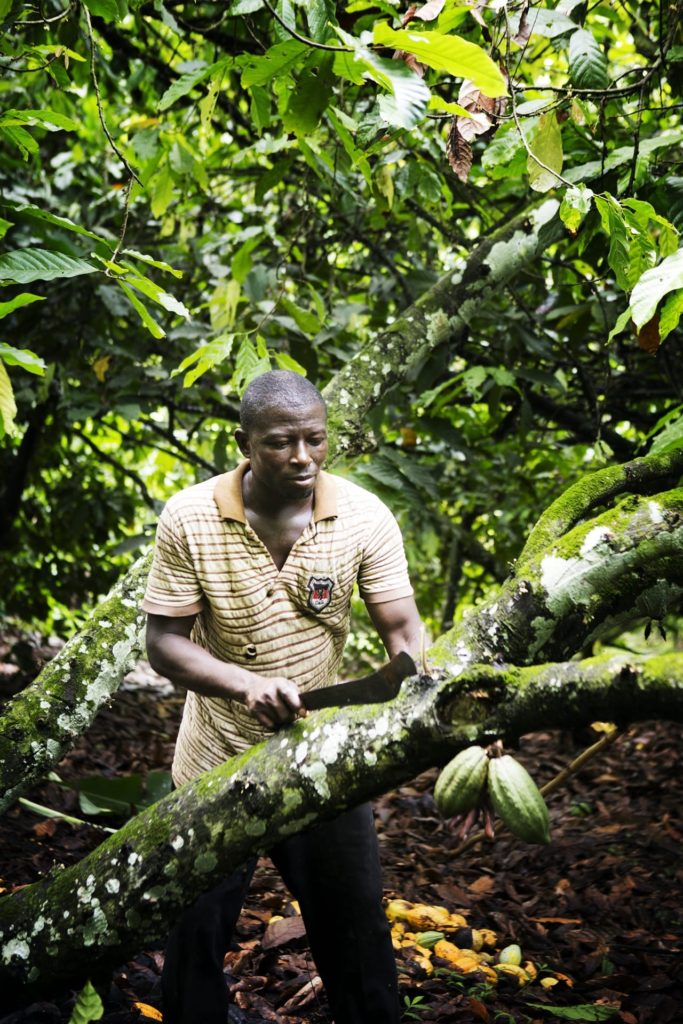 Image de Kwaku Siaw récoltant une cabosse de cacao à la machette