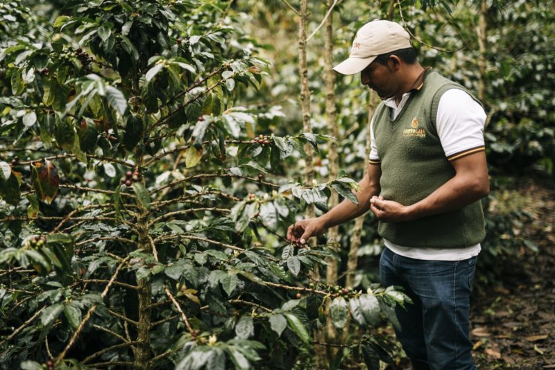 Photo d'Edgar Chasquero Ocaña ramassant des cerises de café