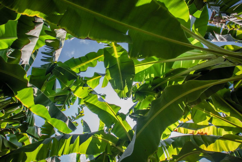 fairtrade-banana-farm-