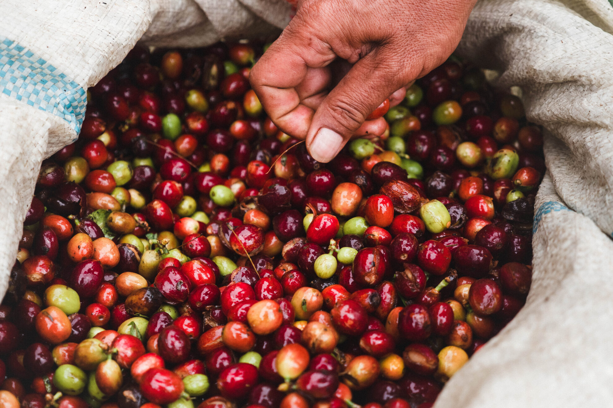 Fairtrade-youth-climate